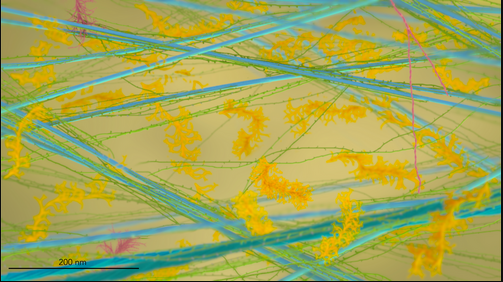 Color-coded illustration of a plant’s primary cell wall at the nanoscale level, depicting cellulose fibers (blue), pectin (yellow), xyloglucan (green), and structural proteins (pink). A scale bar indicates 200 nanometers.